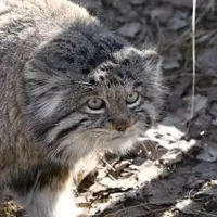 希少動物繁殖センターのイノケンティの写真
