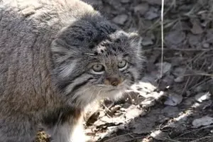 希少動物繁殖センターのイノケンティの写真