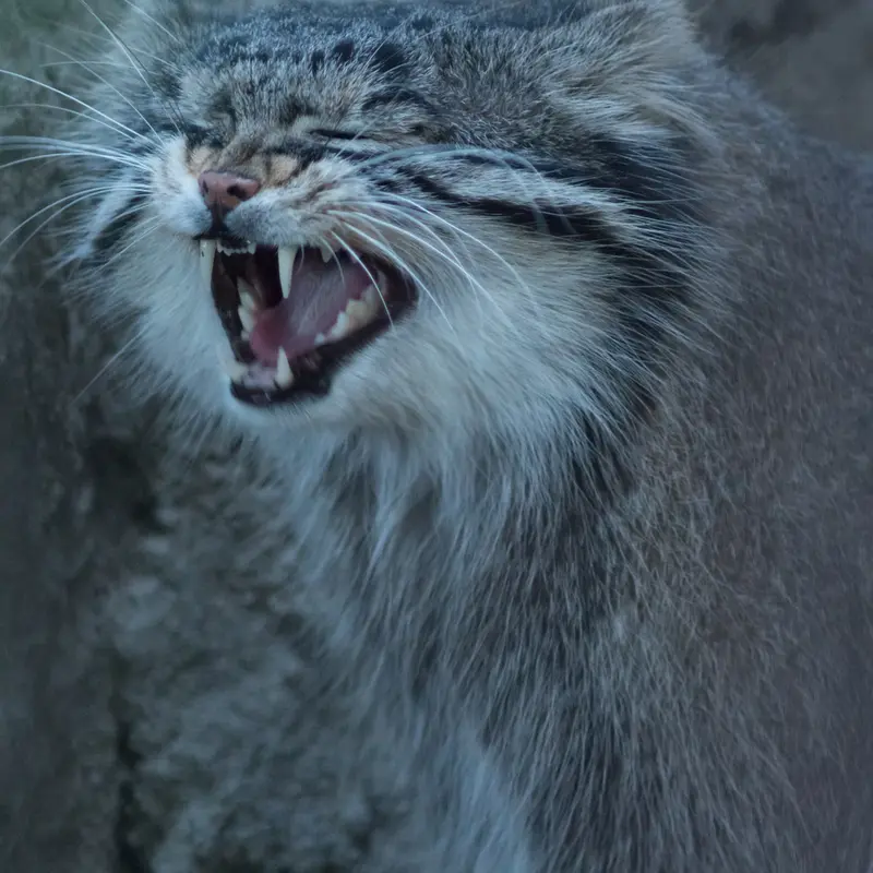 野毛山動物園のフィーガの写真