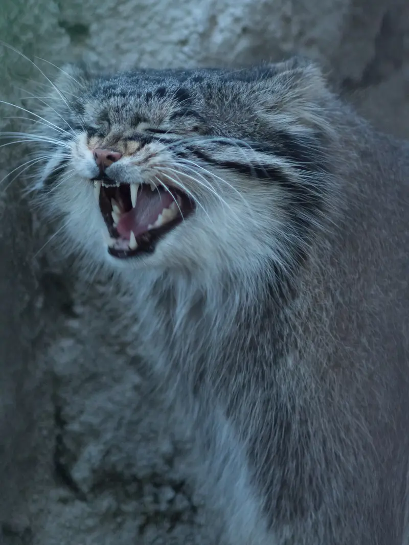 野毛山動物園のフィーガの写真