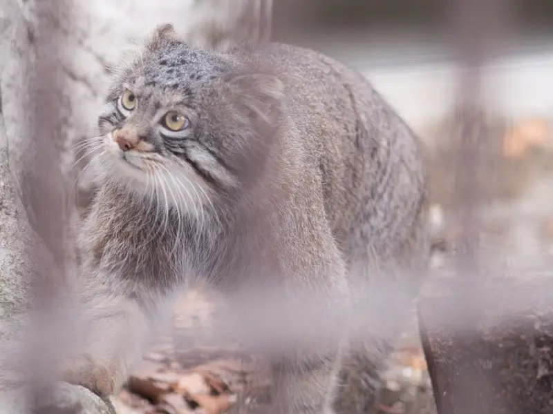 野毛山動物園のフィーガの写真