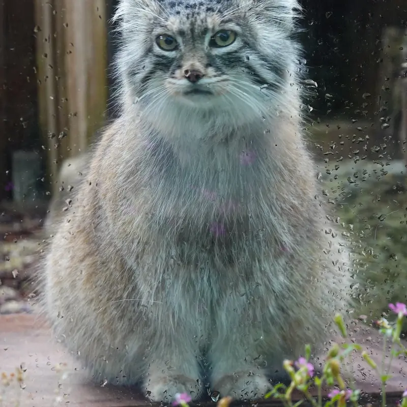 埼玉県こども動物自然公園のオリーヴァの写真