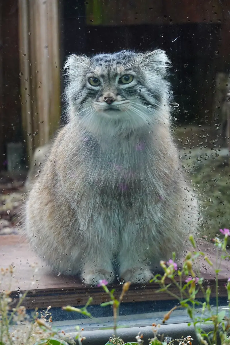 埼玉県こども動物自然公園のオリーヴァの写真