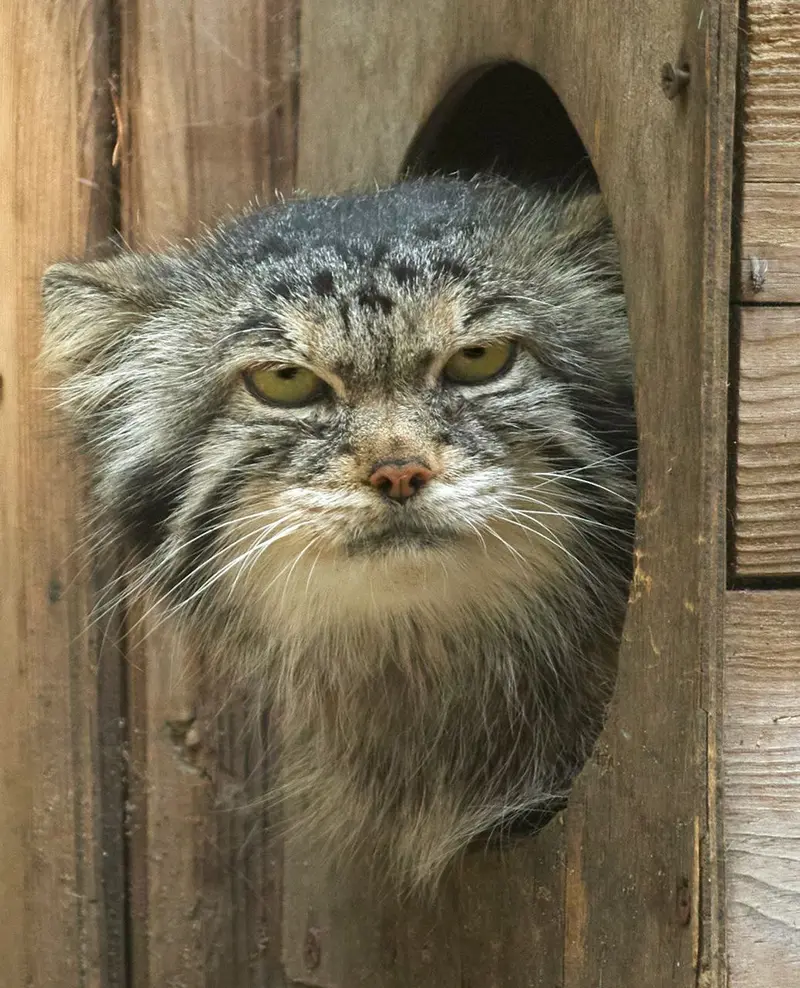 マヌルネコの写真
