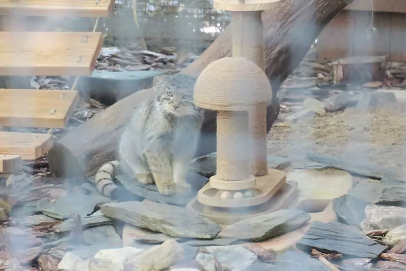 マヌルネコの写真