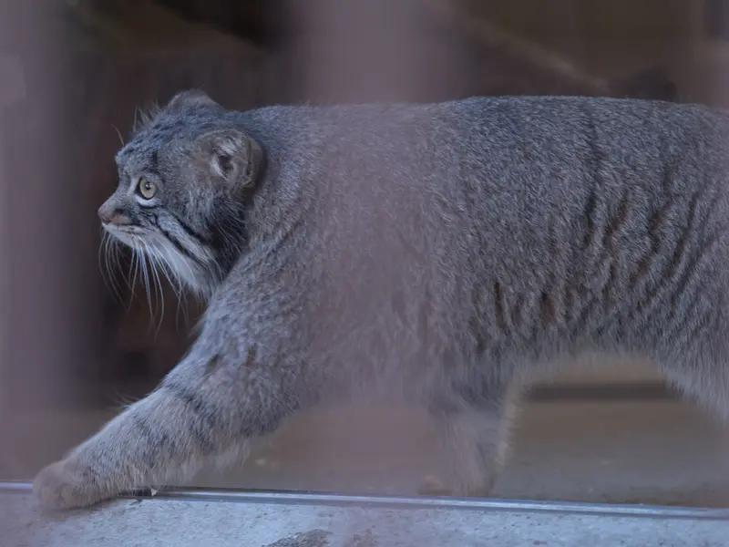 野毛山動物園のフィーガの写真