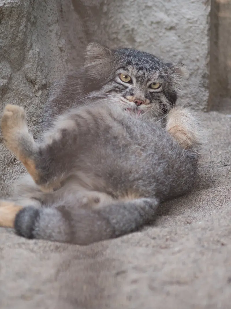 野毛山動物園のフィーガの写真