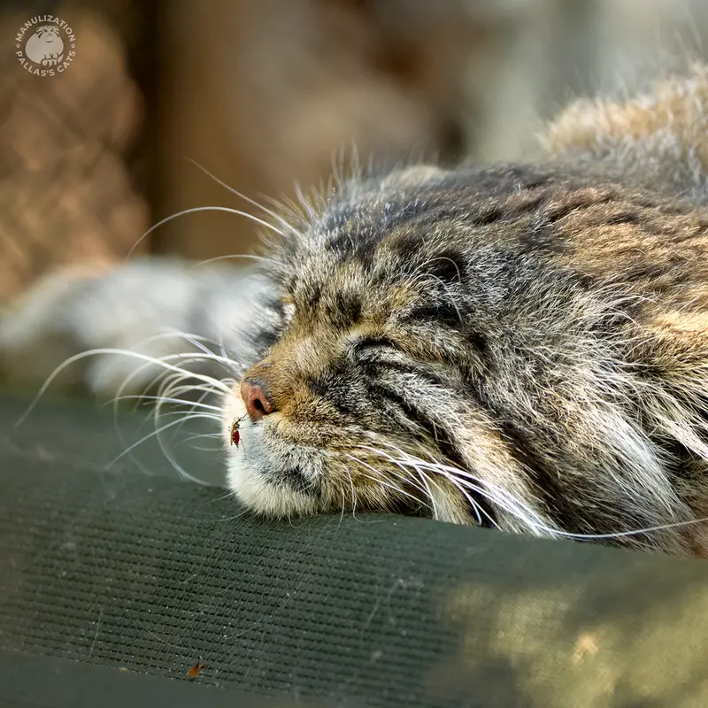 ノヴォシビルスク動物園のゼレノゴルスクの写真