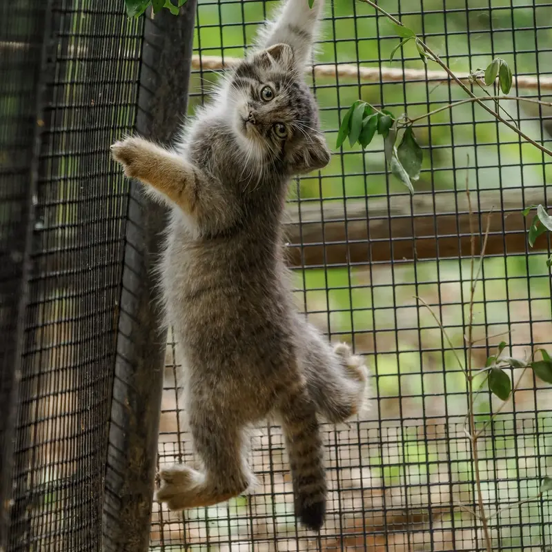 ブルノ動物園のマヌルネコの写真