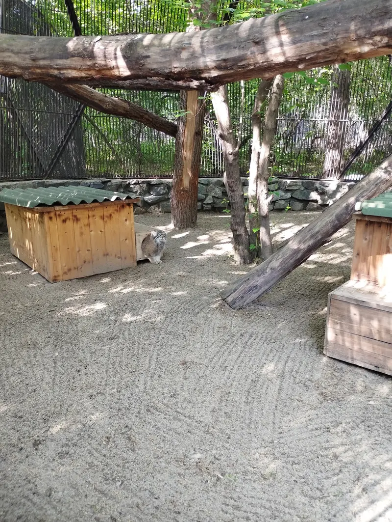ノヴォシビルスク動物園のマヌルネコの写真