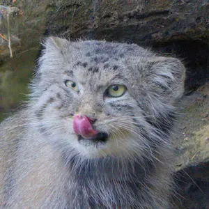 エディンバラ動物園のマヌルネコのアキコ