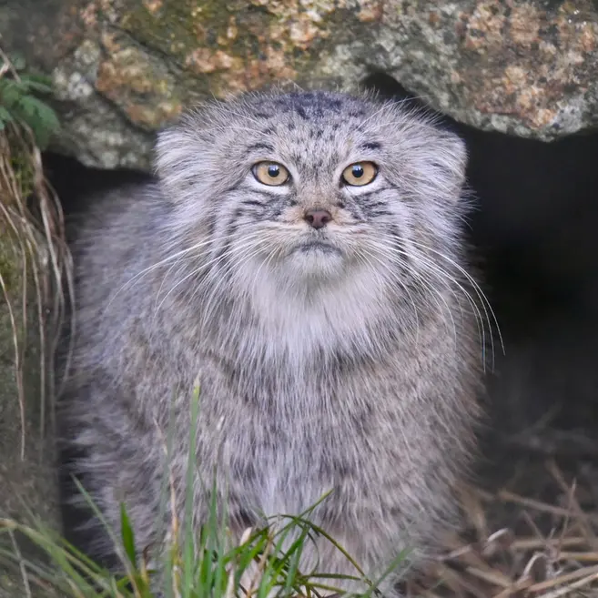 ヘラブルン動物園のスタブシの写真