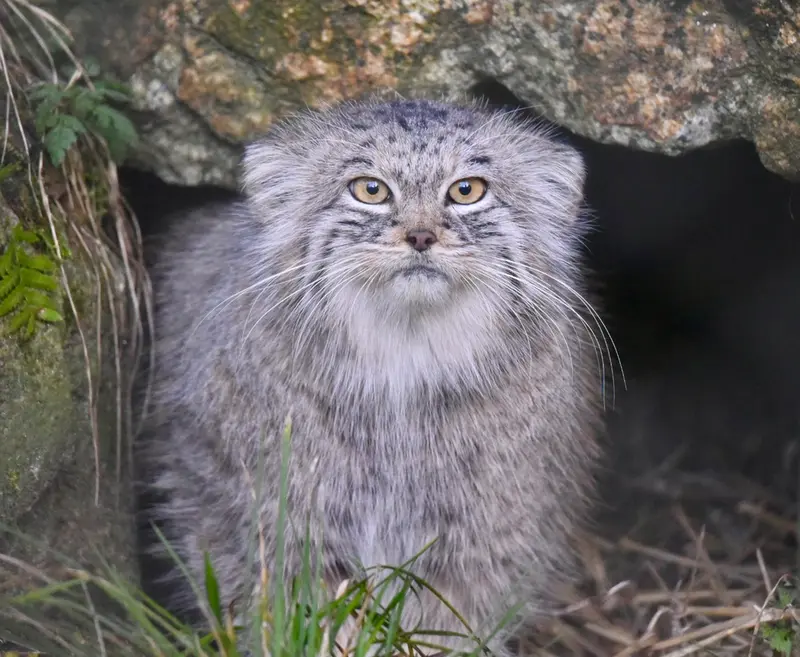 ヘラブルン動物園のスタブシの写真
