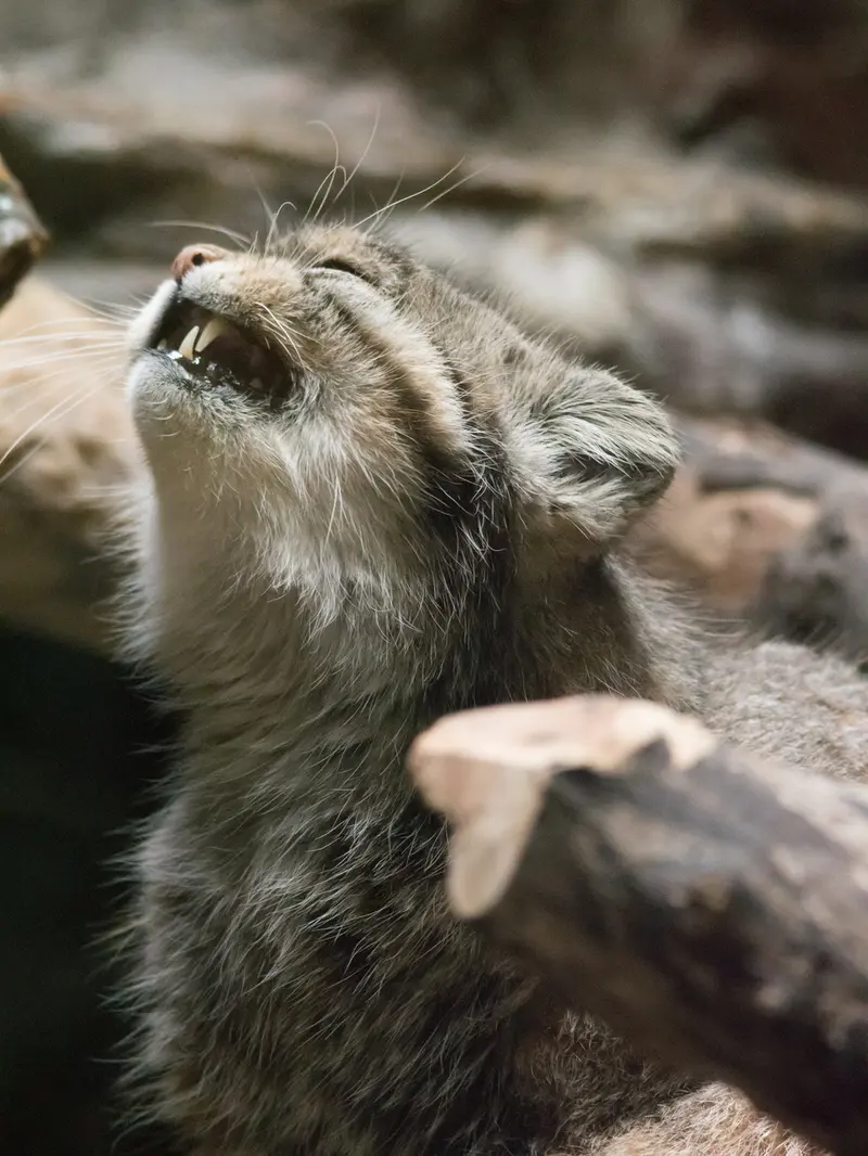 恩賜上野動物園のプリームラの写真
