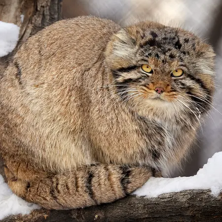 ノヴォシビルスク動物園のアチの写真