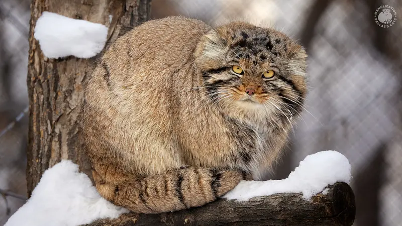 ノヴォシビルスク動物園のアチの写真