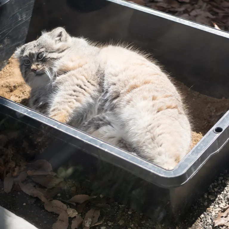 埼玉県こども動物自然公園のロータスの写真