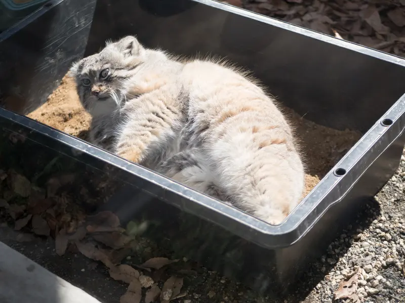 埼玉県こども動物自然公園のロータスの写真
