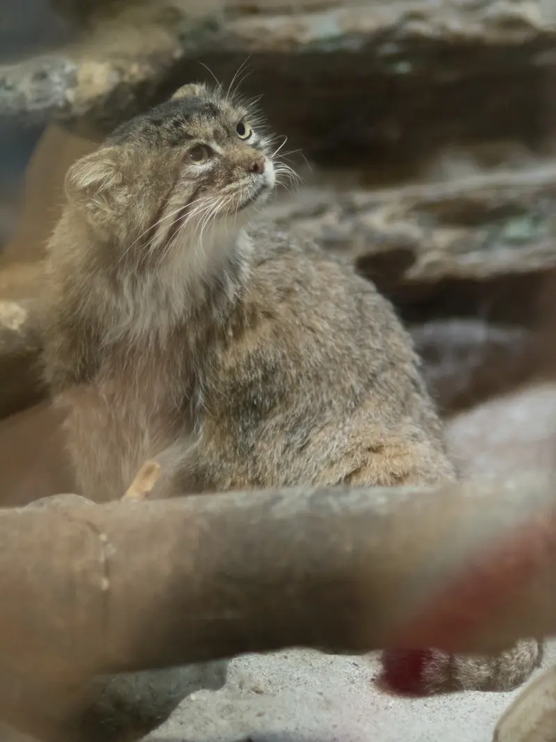 恩賜上野動物園のプリームラの写真