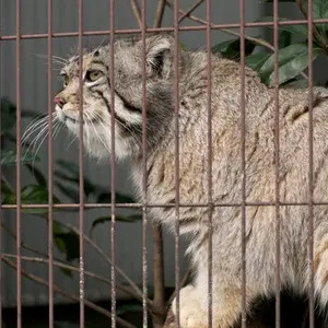 東山動植物園のマリモの写真