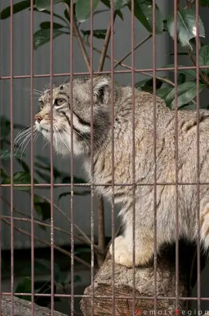 東山動植物園のマリモの写真