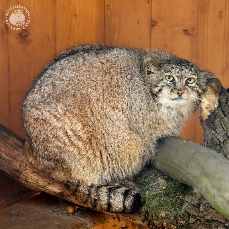 ブルノ動物園のローザの写真