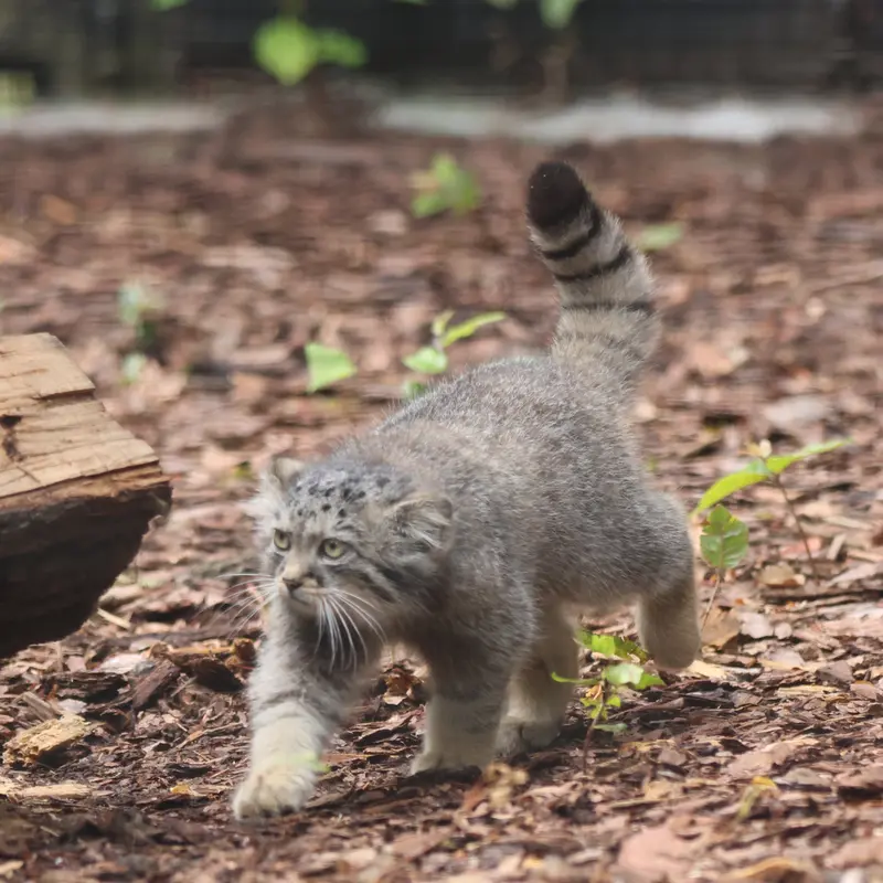グダニスク動物園のザヤの写真