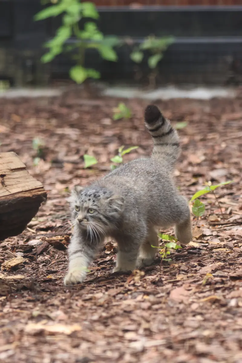 グダニスク動物園のザヤの写真