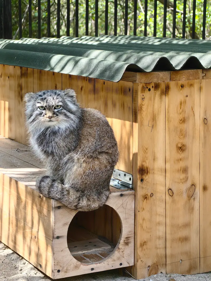 ノヴォシビルスク動物園のガビの写真