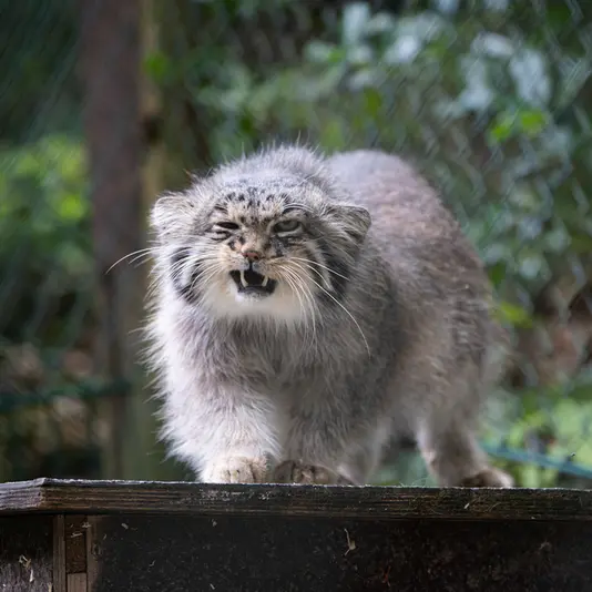 オペル動物園のバトゥの写真