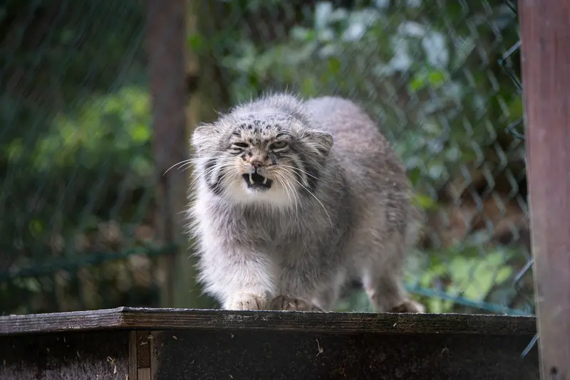 オペル動物園のバトゥの写真
