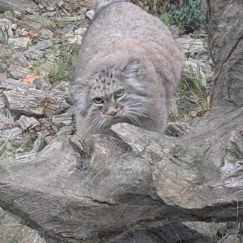 ヴロツワフ動物園のザリナの写真