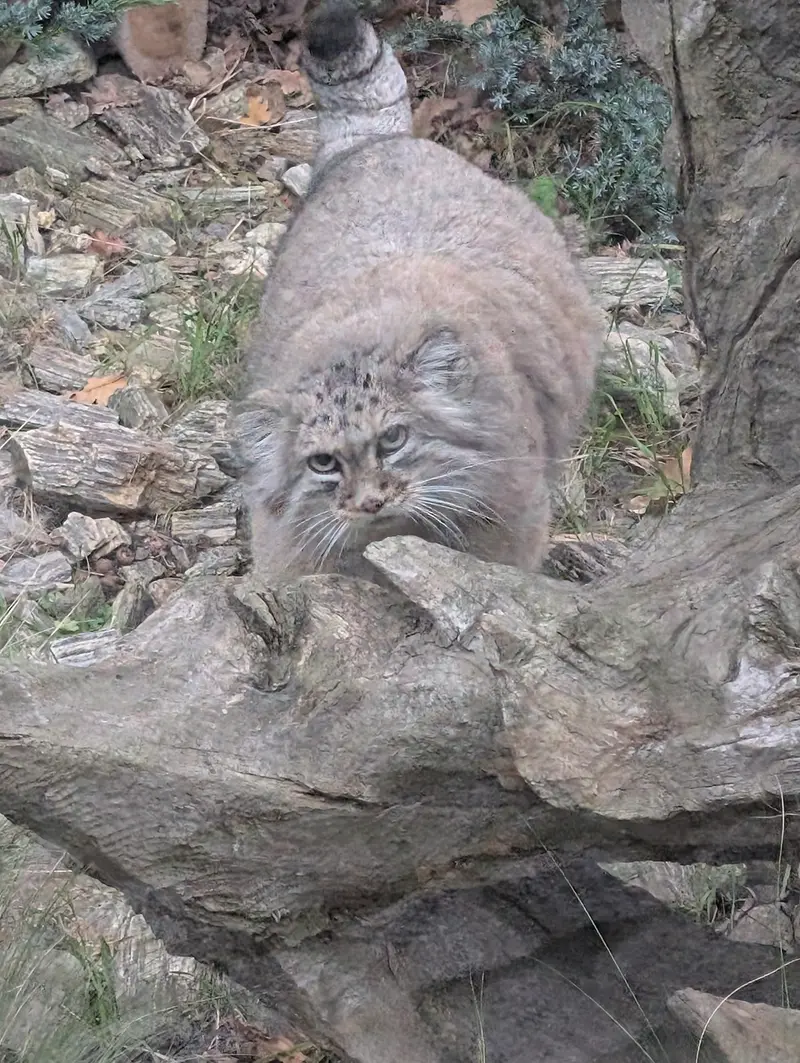 ヴロツワフ動物園のザリナの写真