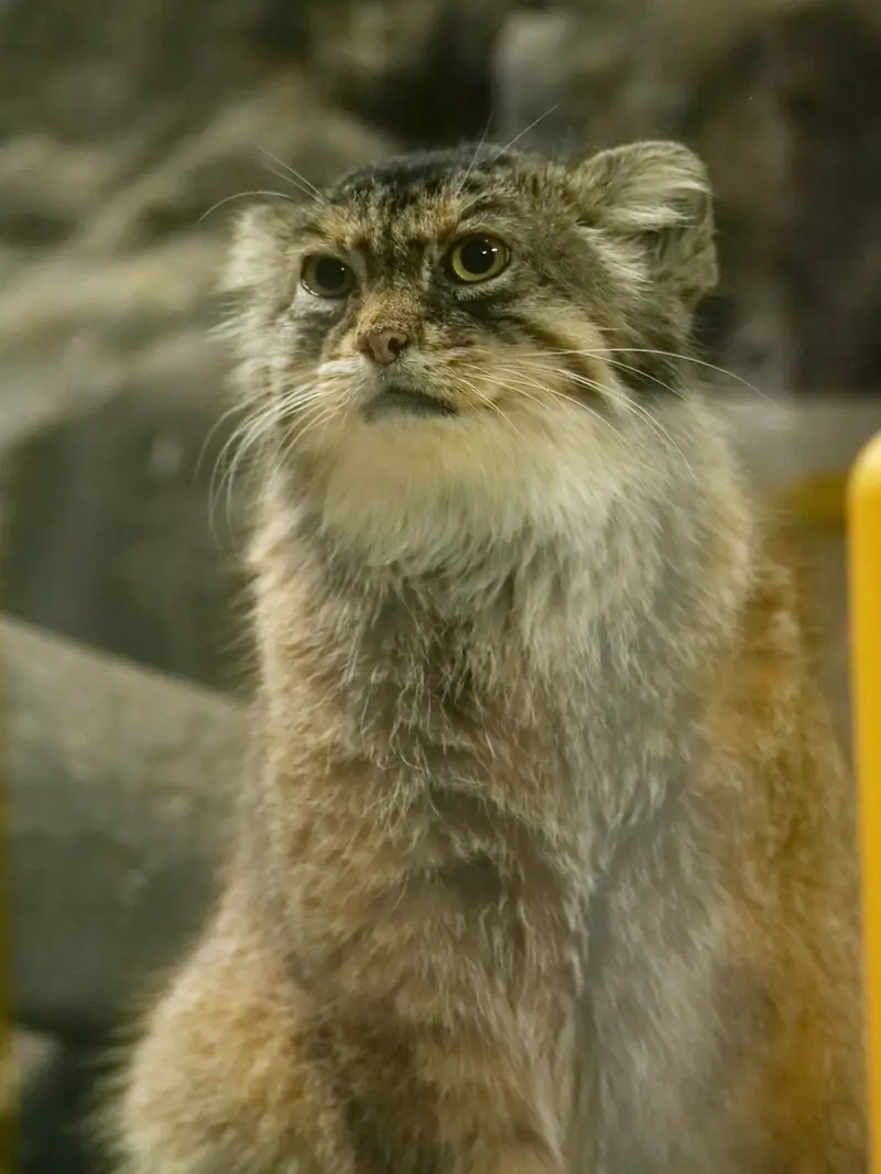恩賜上野動物園のプリームラの写真
