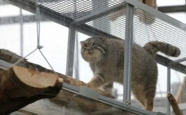神戸どうぶつ王国のレフの写真