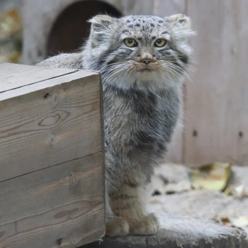 ノヴォシビルスク動物園のロロの娘 b.2026 Ⅰの写真