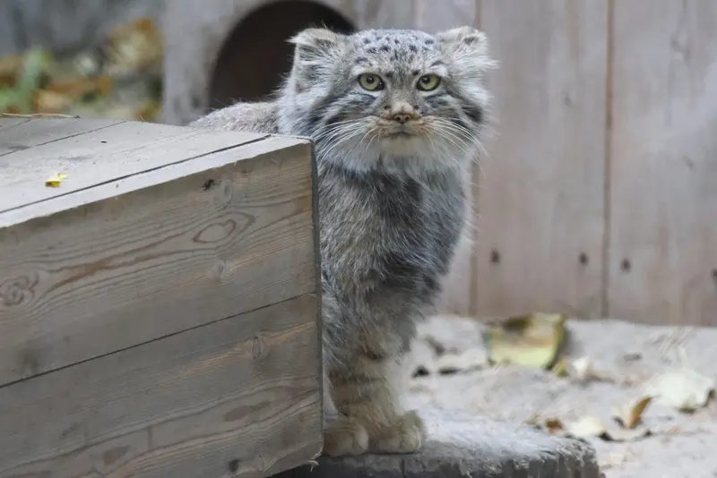 ノヴォシビルスク動物園のロロの娘 b.2026 Ⅰの写真