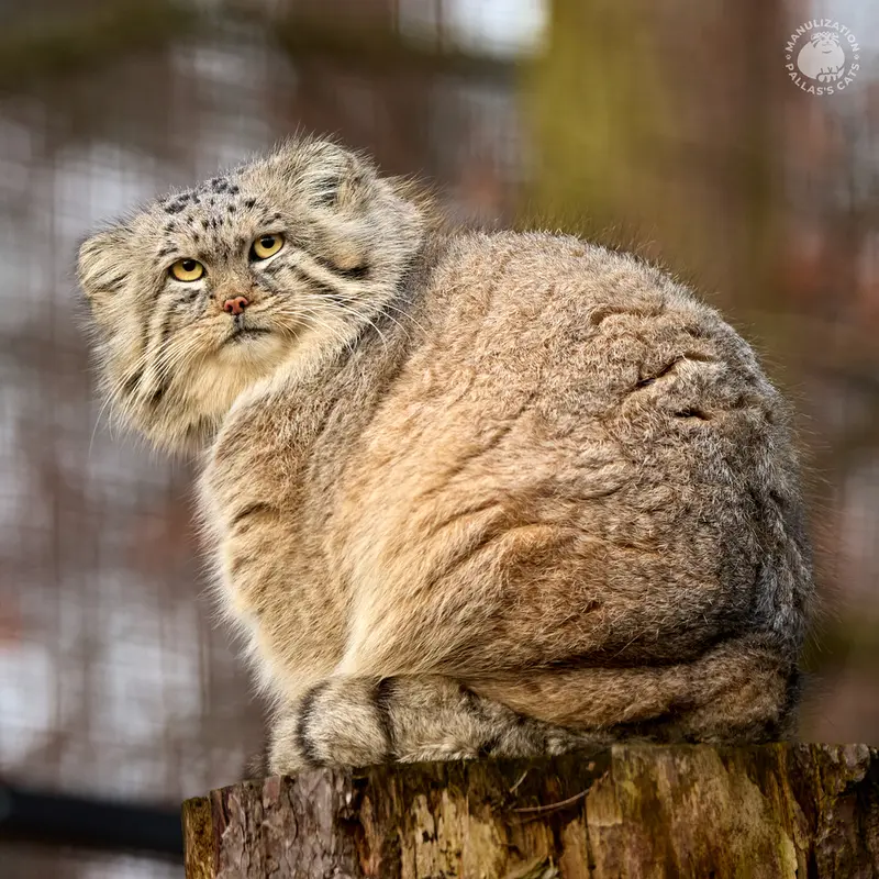 グダニスク動物園のマヌエルの写真