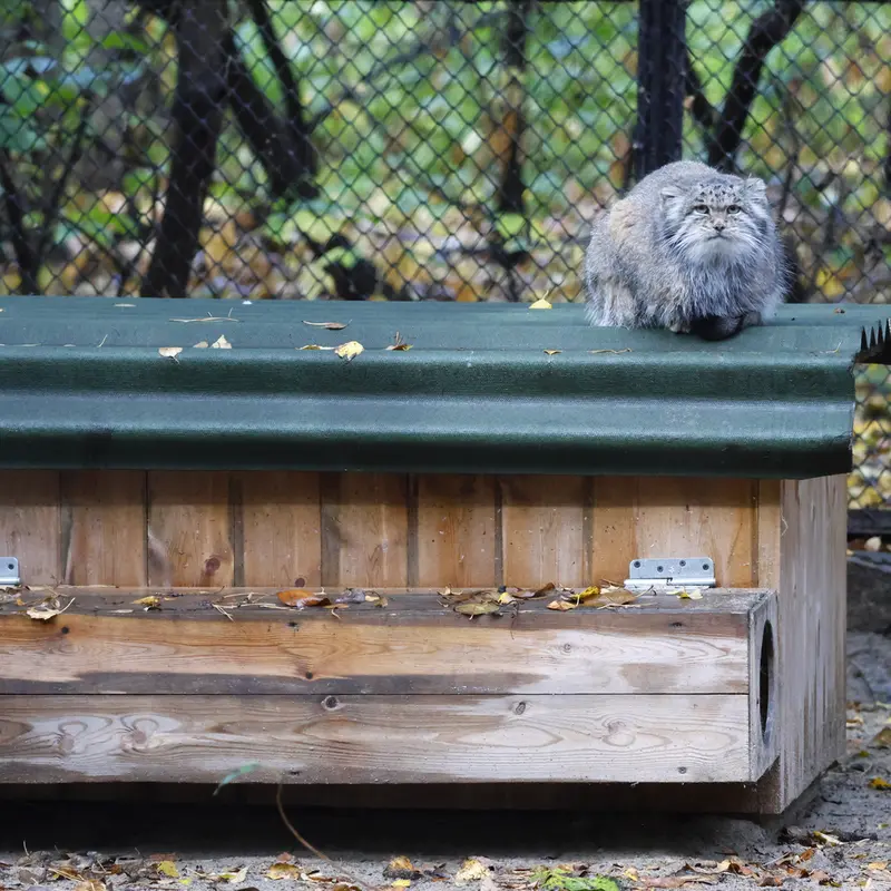 ノヴォシビルスク動物園のミアの写真