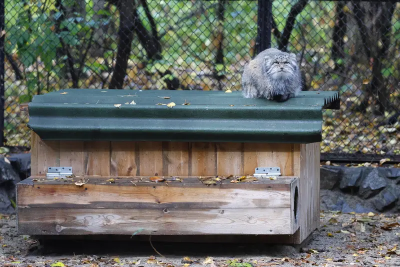 ノヴォシビルスク動物園のミアの写真