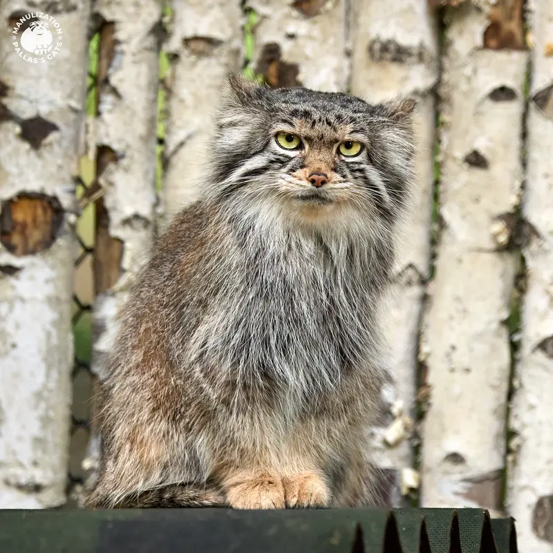 ノヴォシビルスク動物園のイヴの写真