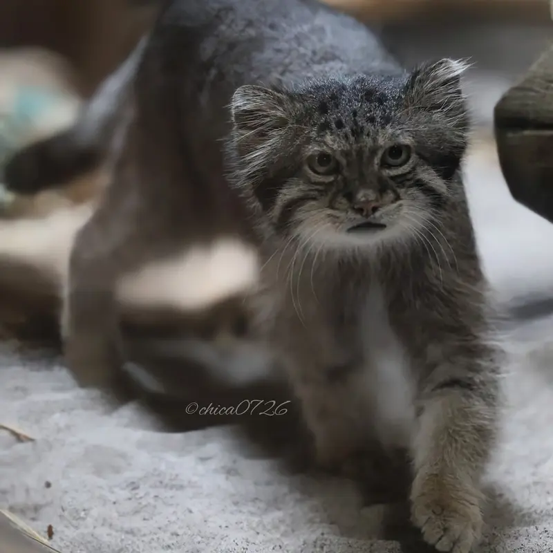 恩賜上野動物園のクリョンの写真