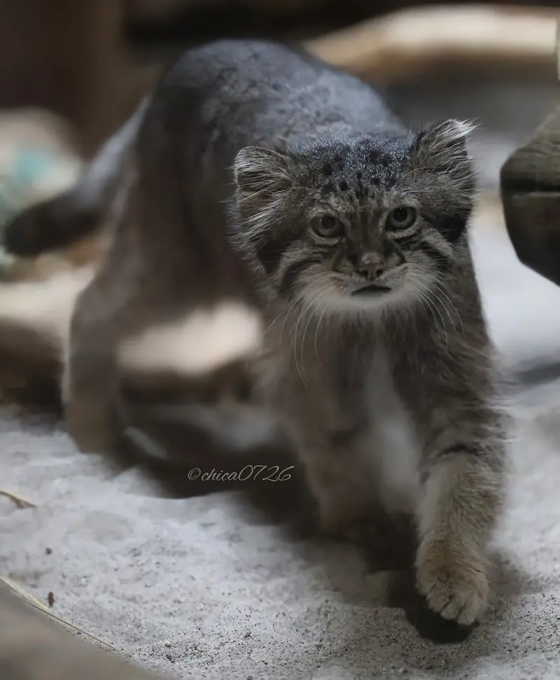 恩賜上野動物園のクリョンの写真