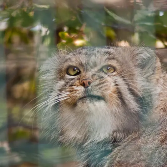 マクデブルク動物園のジョナサンの写真