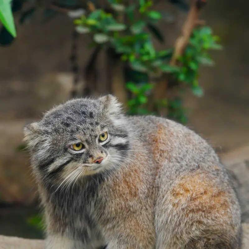 神戸どうぶつ王国のナルの写真
