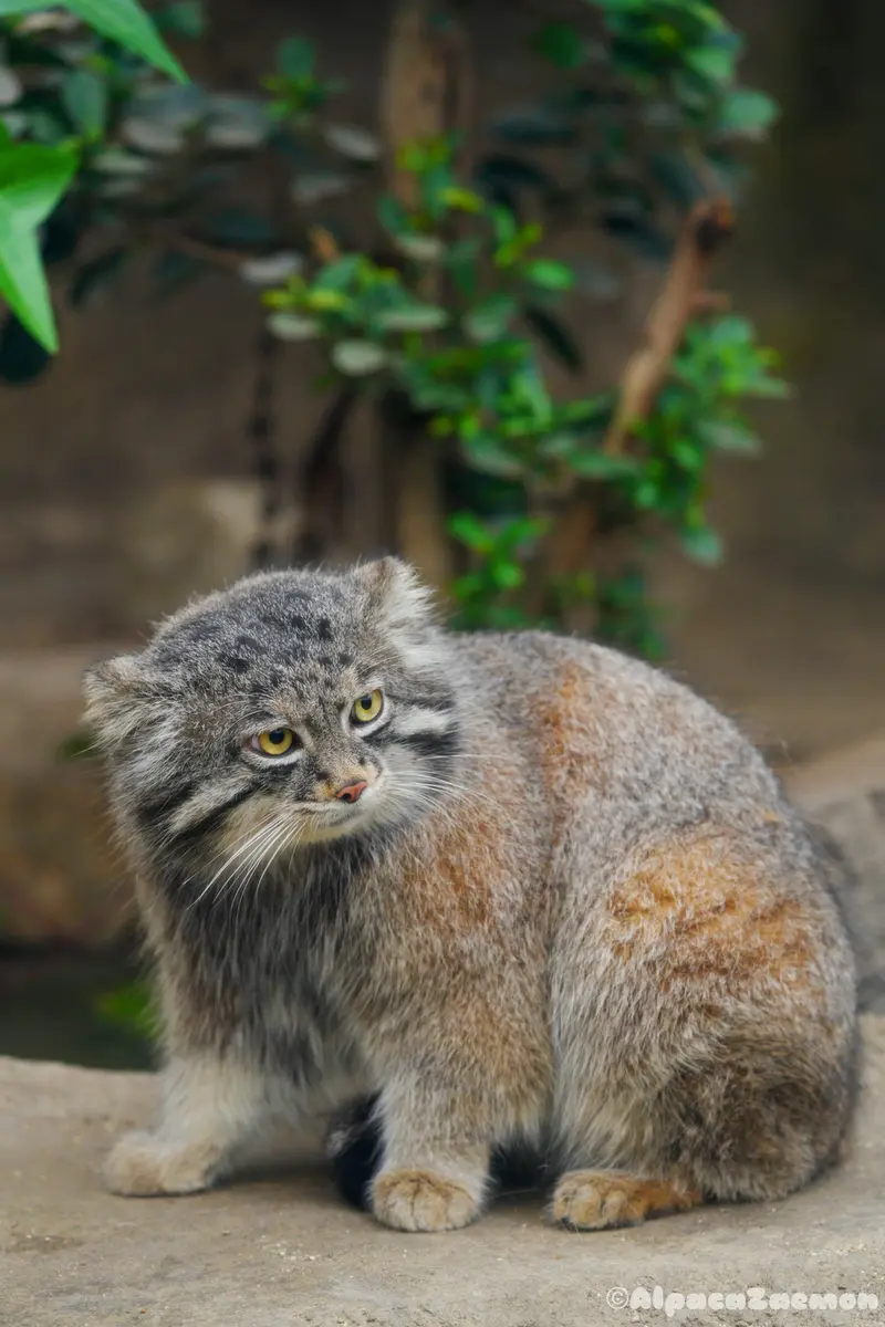 神戸どうぶつ王国のナルの写真