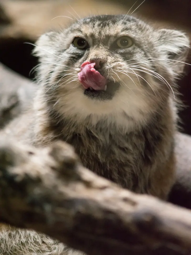 恩賜上野動物園のプリームラの写真