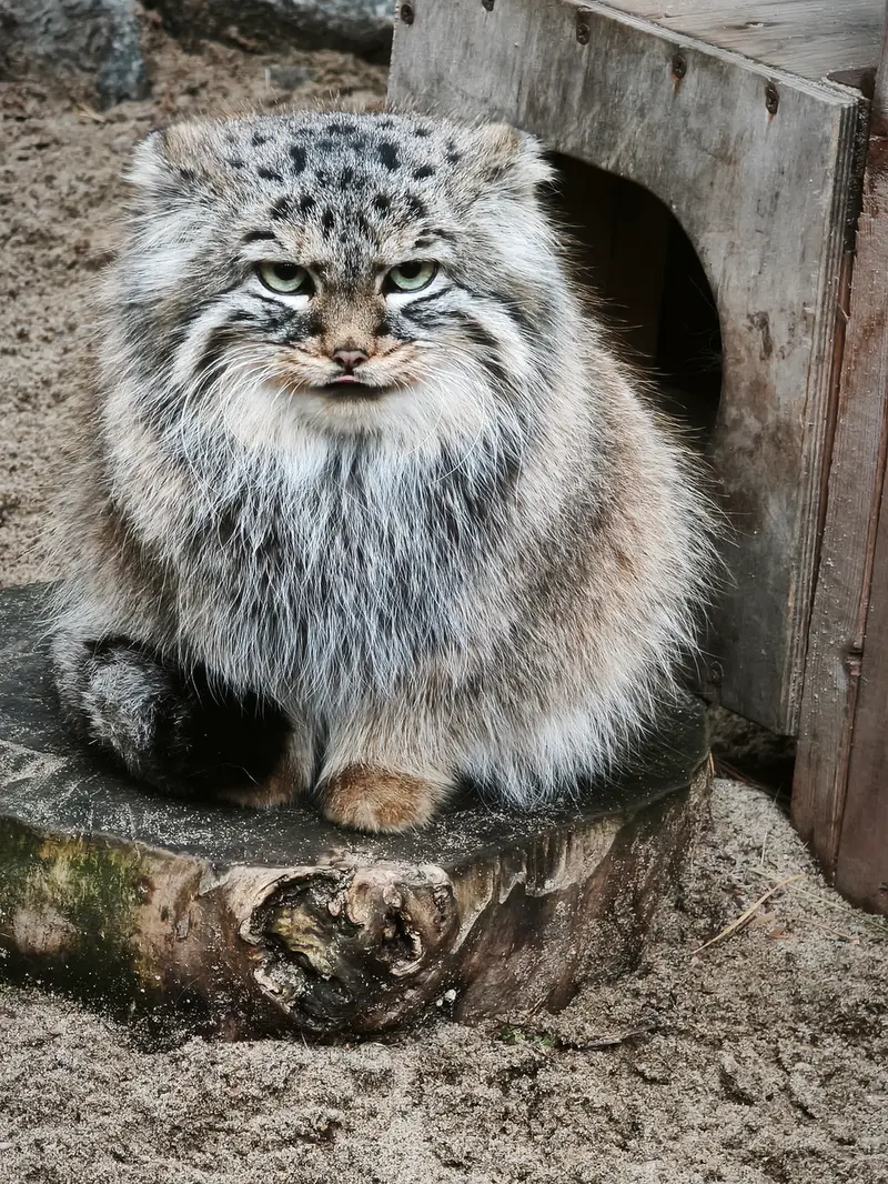ノヴォシビルスク動物園のガビの写真