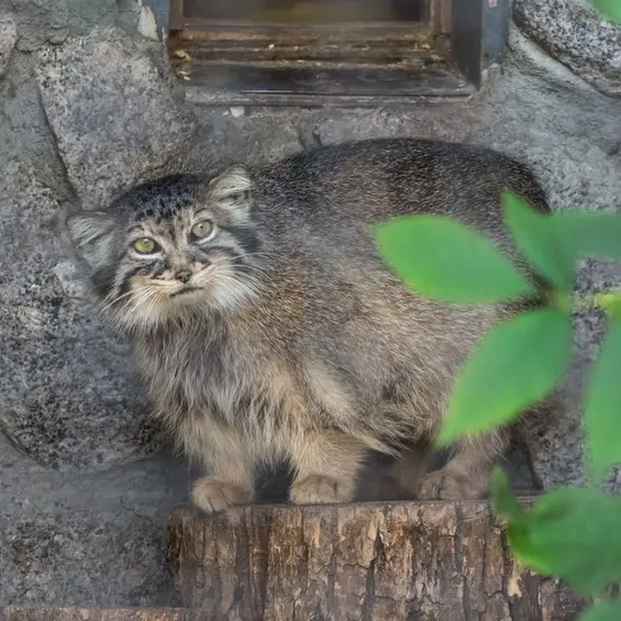 レニングラード動物園のヴトラの写真