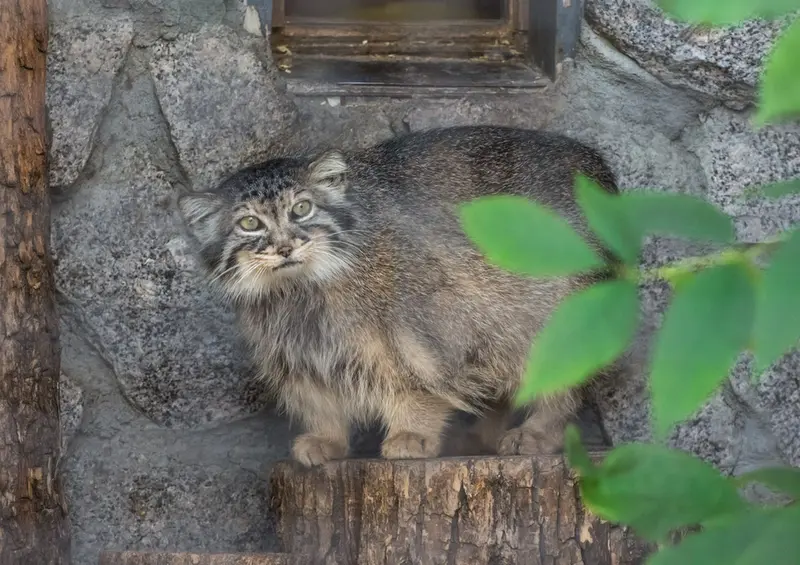 レニングラード動物園のヴトラの写真
